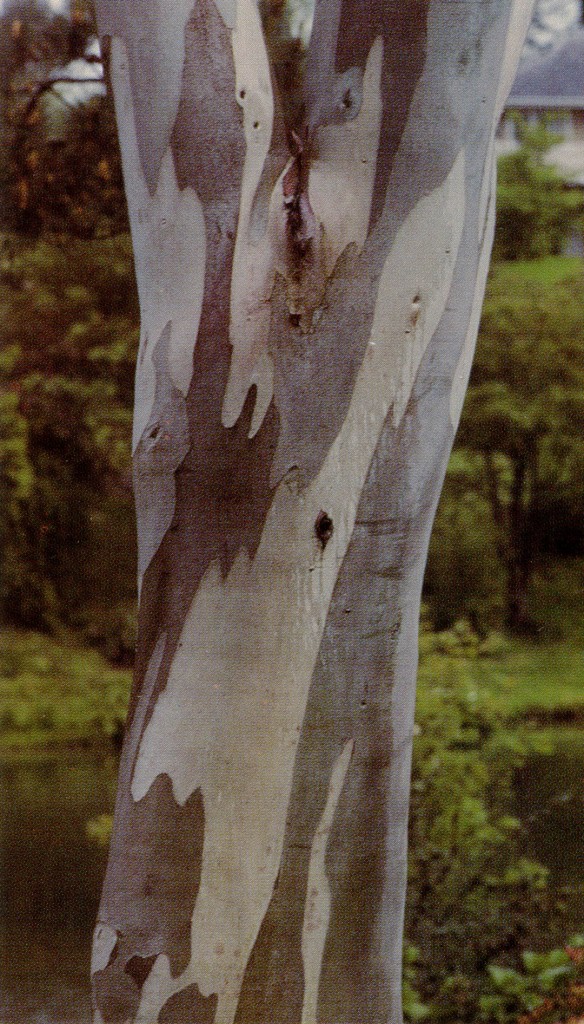 Eucalyptus niphophila bark. Photographs by Pamela Harper except where noted.