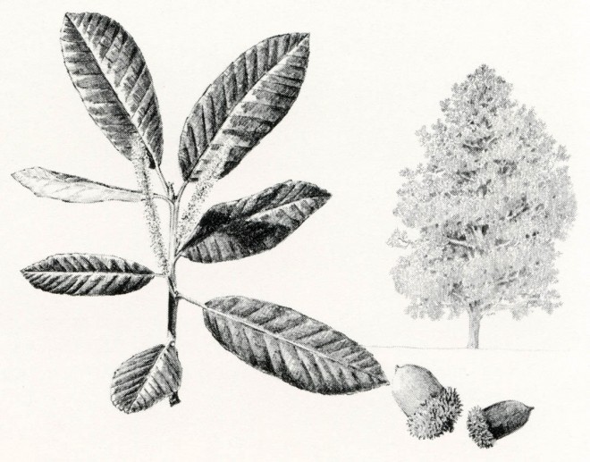 Lithocarpus densiflorus