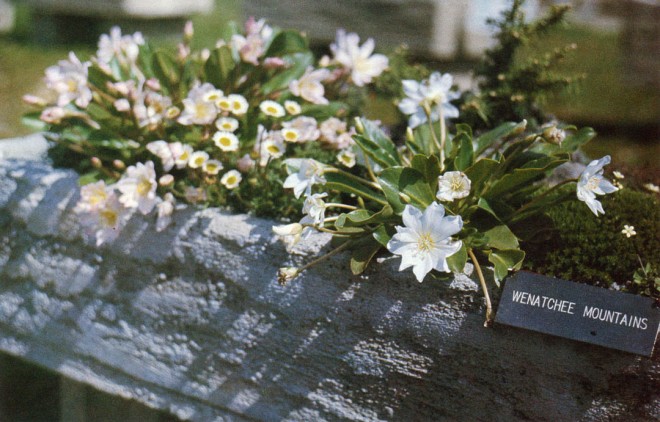 Hypertufa trough at the University of British Columbia, Vancouver, displaying plants of the Wenatchee Mountains, especially Lewisia tweedyi. Author’s photograph