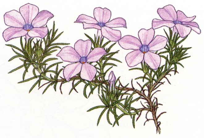 Spreading phlox (Phlox diffusa)