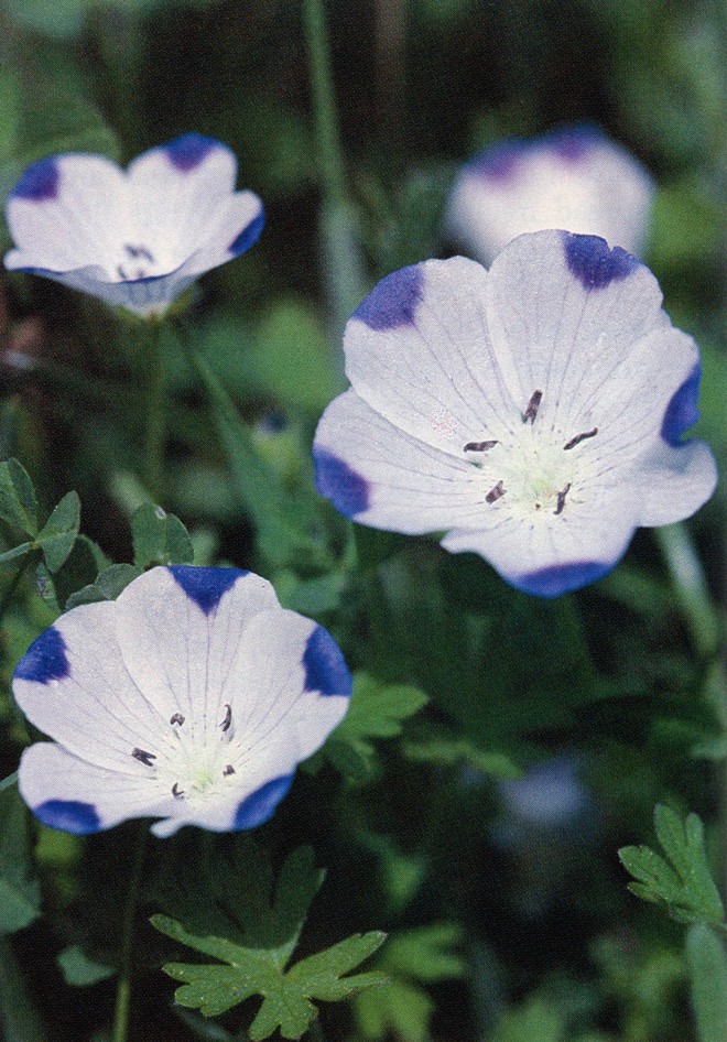 Fivespot (Nemophila maculata). Photograph by Dede Gilman