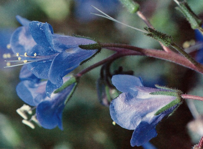 Desert bells (Phacelia campanularia). Photograph by Dede Gilman