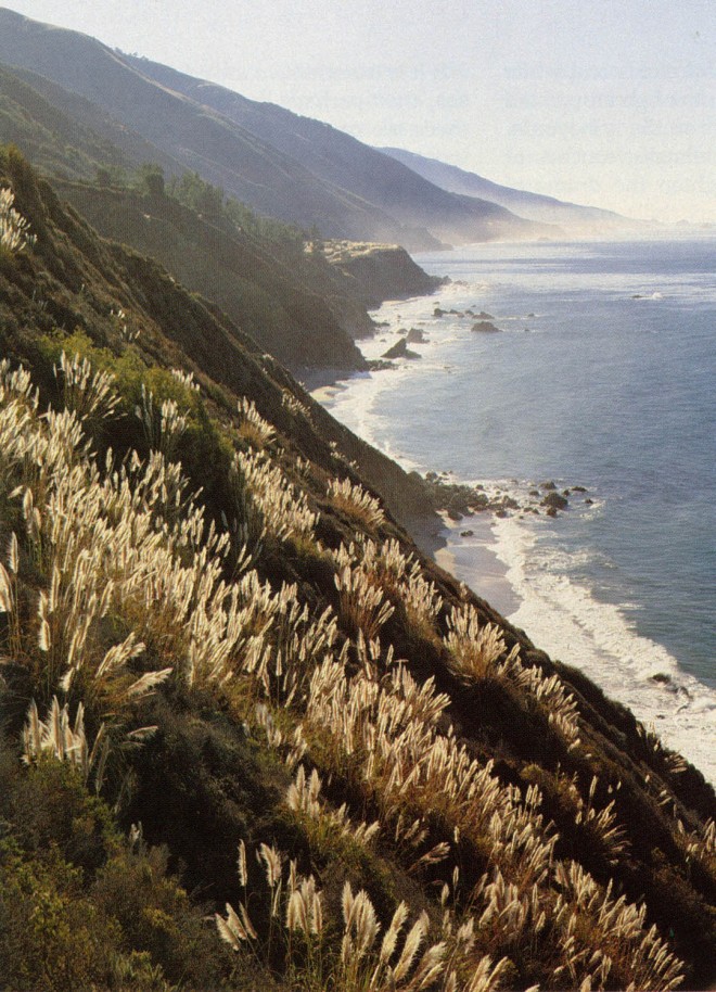 The Big Sur coast, Los Padres National Forest, California, where weedy pampas grass (Cortaderia jubata) has gained a foothold and threatens native plants with obliteration. Photograph by Larry Ulrich