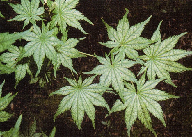 Patterned leaves of the cultivar ‘Reticulatum’