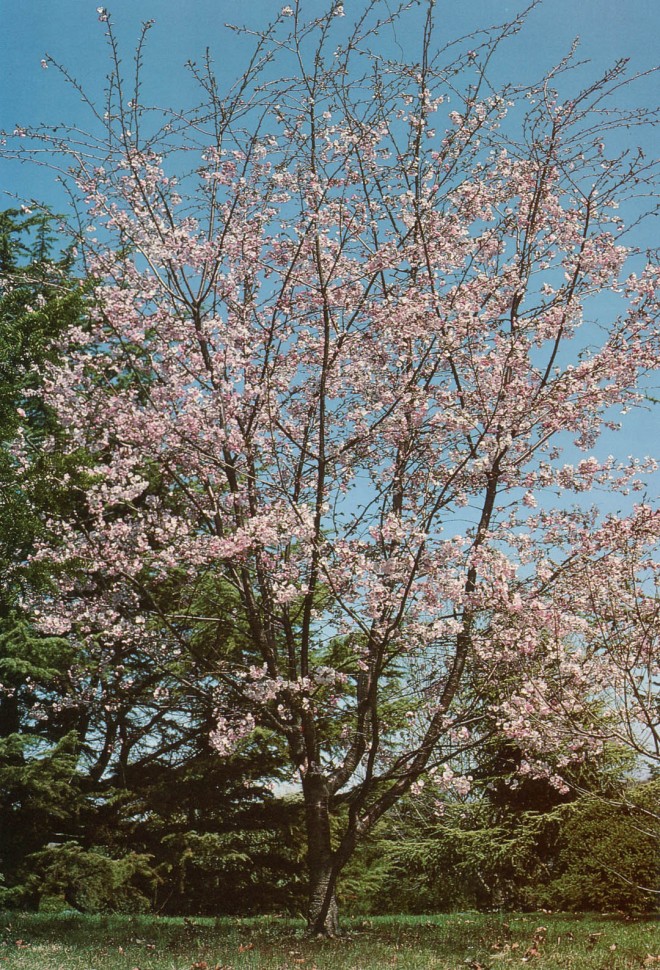 Prunus sargentii