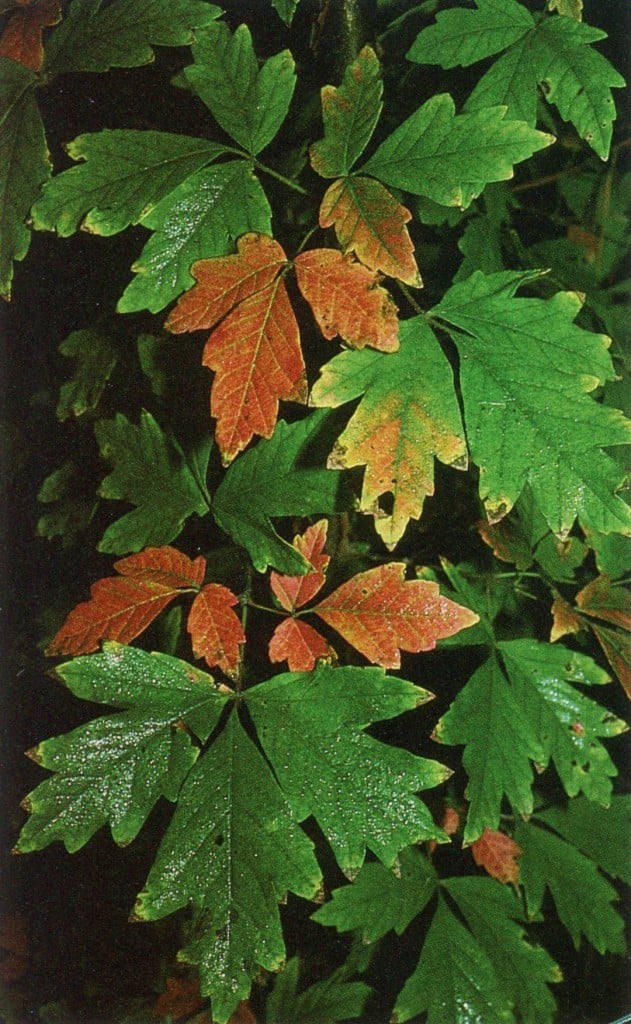 Coloring leaves of Acer griseum in fall