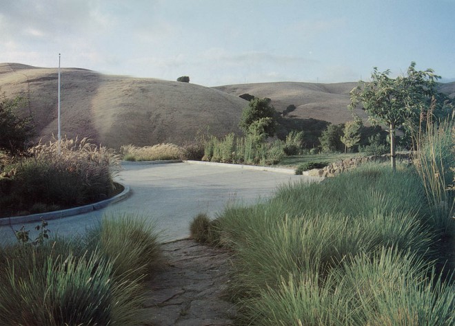 Atlas fescue (Festuca mairei) at the entrance to a garden designed by the author