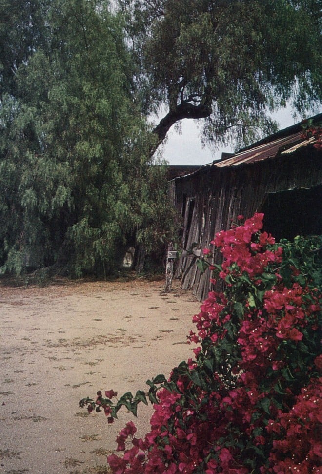 The service yard at Rancho Guajome contains a single tree of Schinus molle, thought to be a seedling from nearby Mission San Luis Rey. The bougainvillea may have been planted at the turn of the century. Author’s photograph