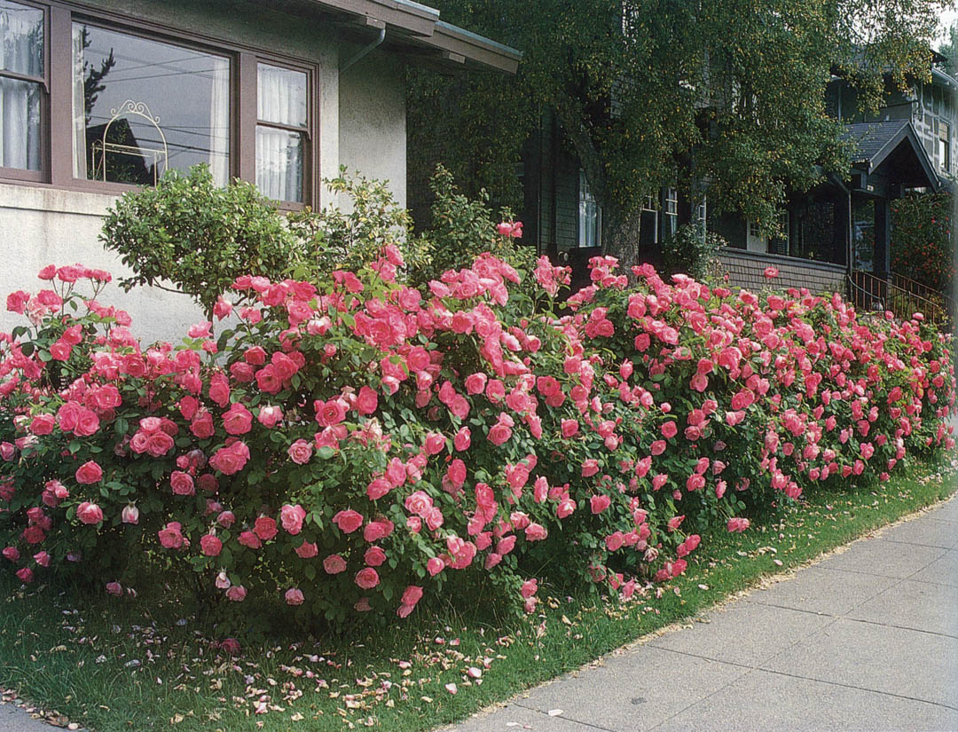 Hedge of rose 'Simplicity'. 