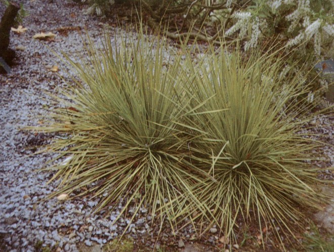 Aciphylla subflabellata at Washington Park Arboretum