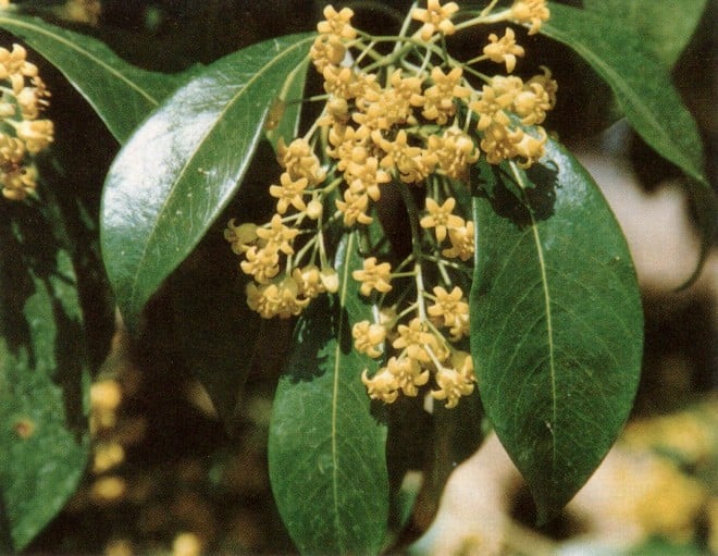 Flowers and foliage of Pittosporum brevicalyx