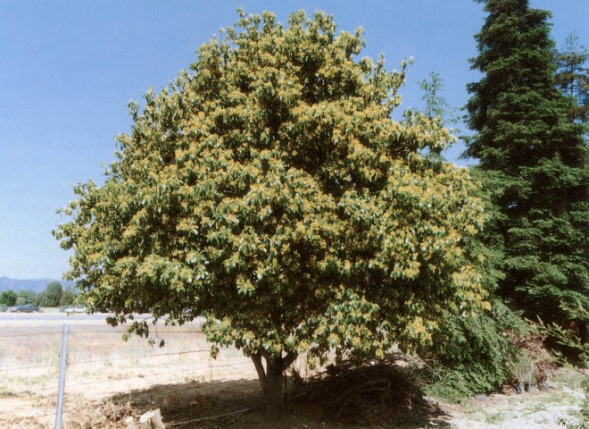 Pittosporum brevicalyx at Saratoga Horticultural Research Foundation. Photographs by René DeLuna