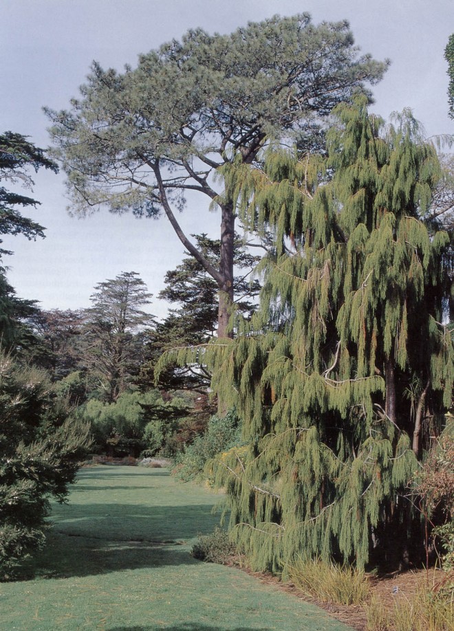 The original rimu (Dacrydium cupressinum) from the Panama Pacific International Exposition, now growing at Strybing Arboretum