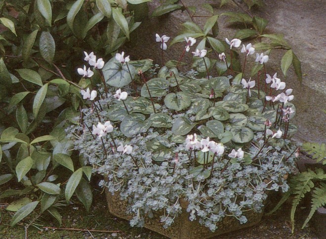 A container of Cyclamen coum ‘Album’ and Sedum spathulifolium ‘Cape Blanco’ at the Dunn Garden