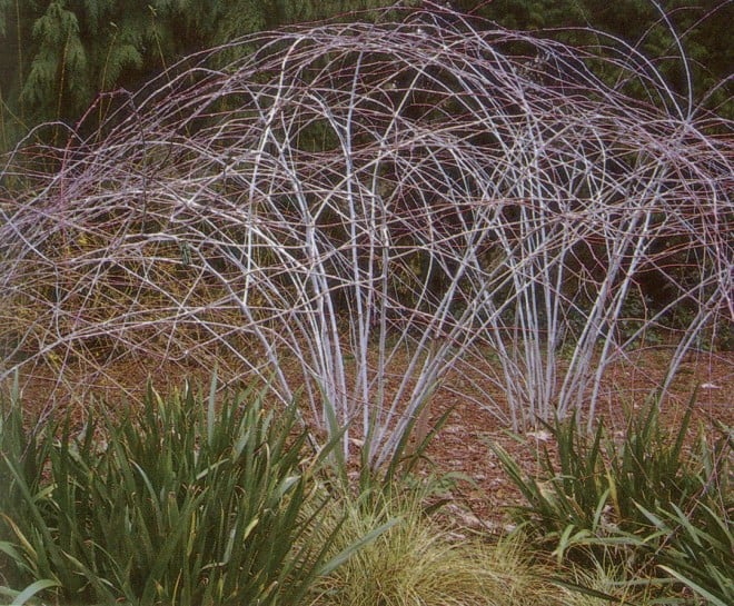 Ghostly white stems of Rubus biflorus var. quinqueflorus in the Witt Winter Garden, Washington Park Arboretum