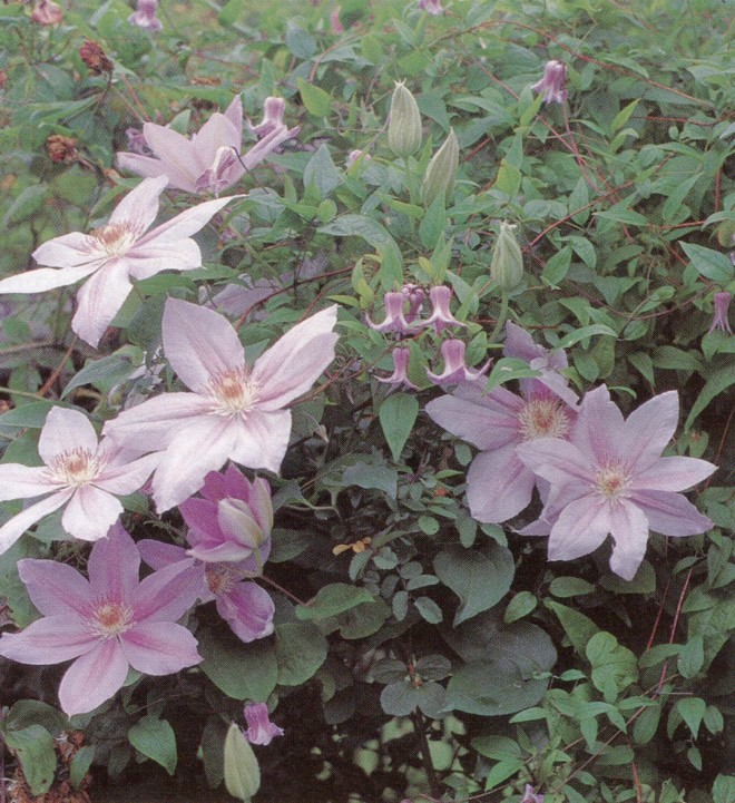 Echoing each other’s colors are Clematis ‘Peveril Pearl’ and curly clematis (C. crispa) in the author’s garden. Author’s photograph