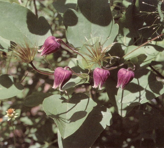 Clematis viorna