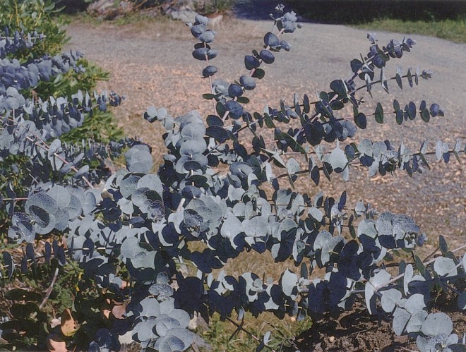 Juvenile foliage on Argyle apple (Eucalyptus cineria) in a garden in Tofino, BC