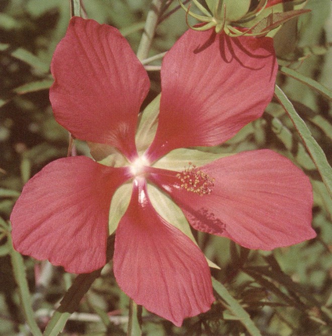 Hibiscus coccineus