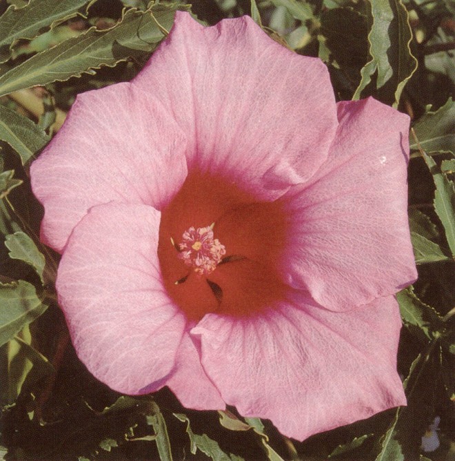 Hibiscus moscheutos ‘Lord Baltimore’