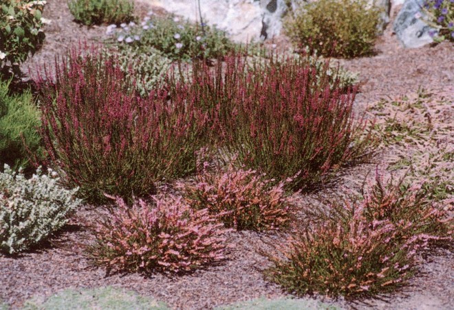 A recently planted slope in the heather garden at Whitegate Inn, showing the spacing of young plants that allows for their eventual merging into broad, colorful masses