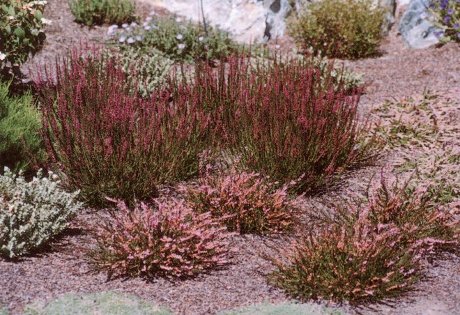 A recently planted slope in the heather garden at Whitegate Inn, showing the spacing of young plants that allows for their eventual merging into broad, colorful masses