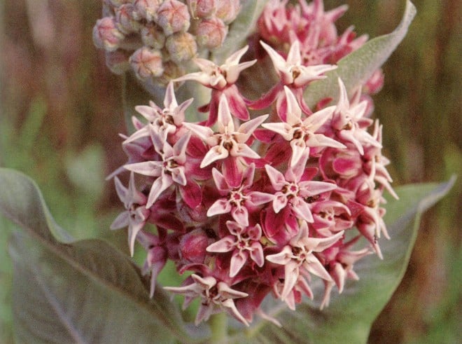 Showy milkweed (Asclepias speciosa). Photographs by Bobby Gendron