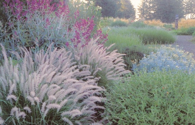 The dependable Oriental fountain grass (Pennisetum orientale) adds movement to a composition with Canary Island sage (Salvia canariensis) and masses of lavender (Lavandula x intermedia ‘Provence’)