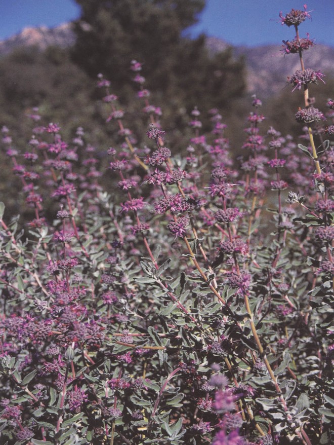 Salvia leucophylla ‘Amethyst Bluff’. Author’s photograph