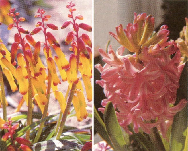 Hyacinthaceae: basal leaves and floral raceme of (left) Lachenalia aloides and (right) Hyacinthus cv.