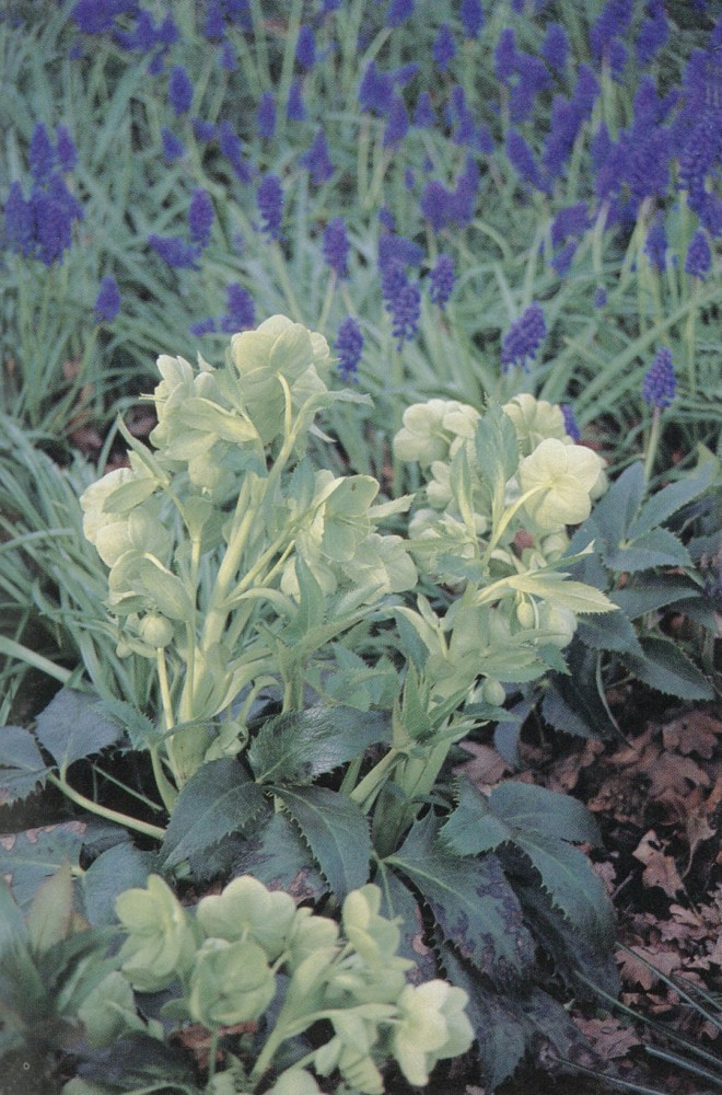 Helleborus argutifolius with Muscari latifolius. Author’s photographs