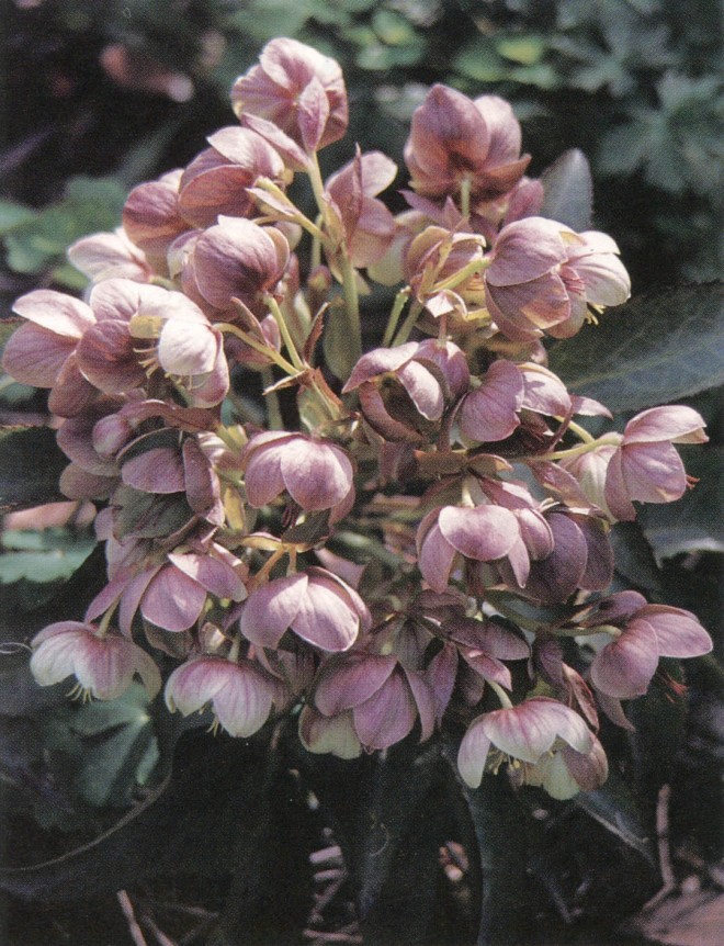 Helleborus x sternii