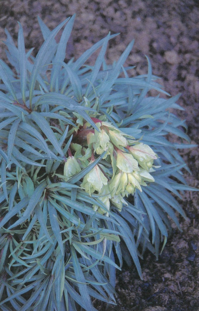 Helleborus foetidus ‘Wester Flisk’