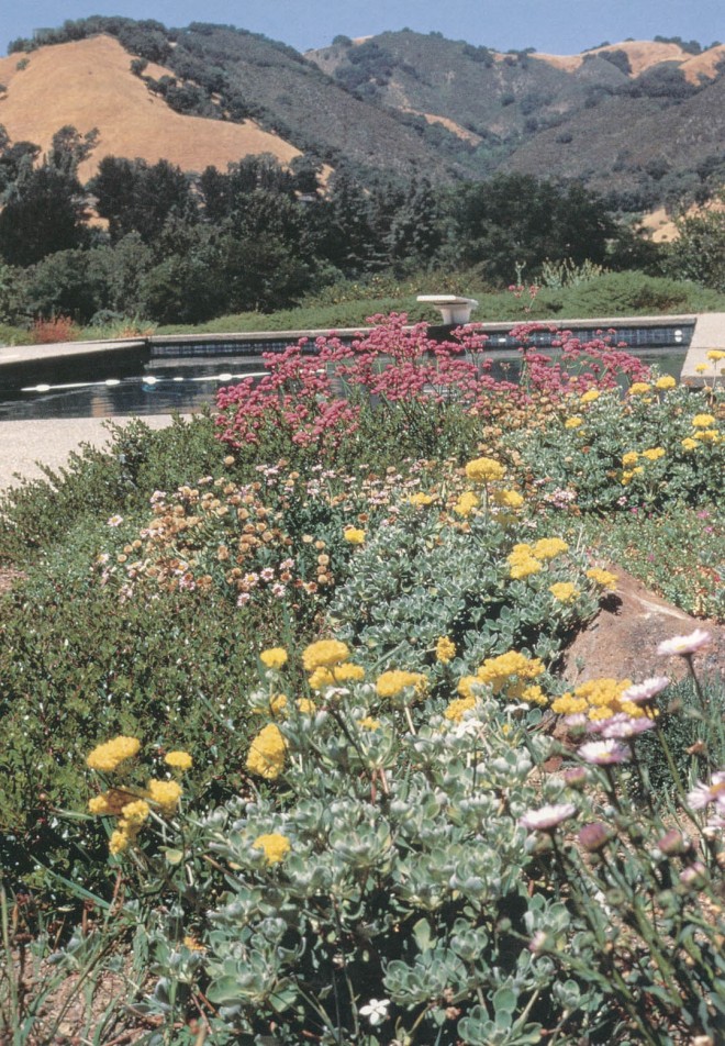 flowering Late spring of California natives against the already golden hillsides of summer. (Grier garden, Lafayette)