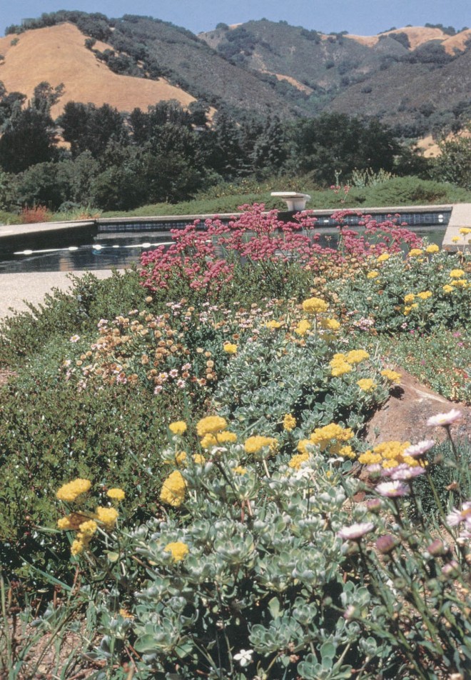 Late spring flowering of California natives against the already golden hillsides of summer. (Grier garden, Lafayette)