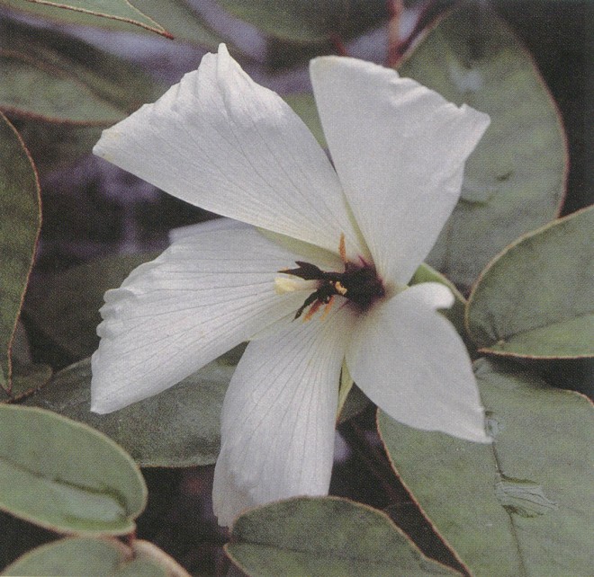 Flower of Trochetiopsis ebenus. Photograph by Dylan Hannon