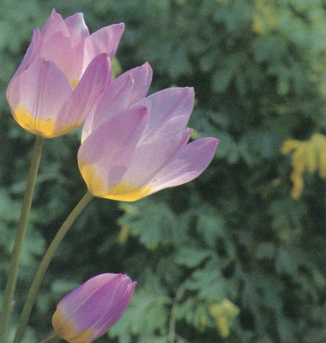 Tulipa saxatilis (Bakeri Group) ‘Lilac Wonder’