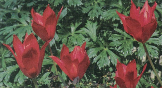 Tulipa vvedenskyi ‘Tangerine Beauty’