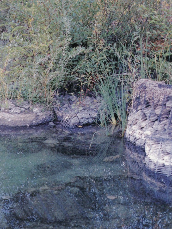 A deep pool created by the “bio-cells,” with native plants revegetating the newly deposited silt
