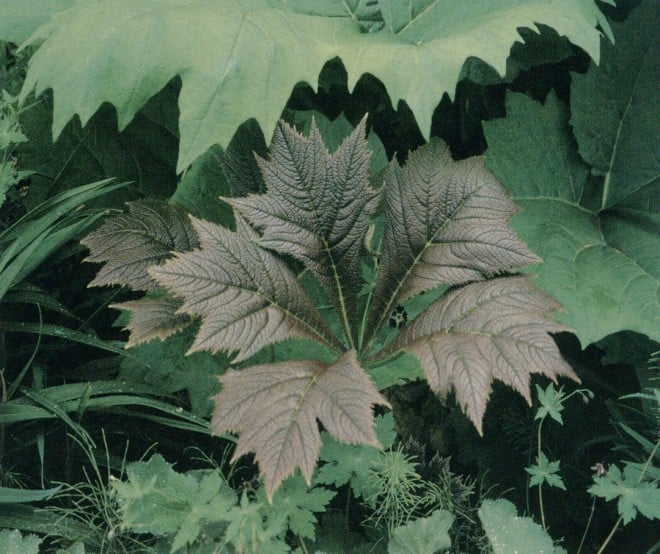 Bold and bronzy new leaves of Rodgersia podophylla with even larger leaves of an ornamental rhubarb (Rheum) behind