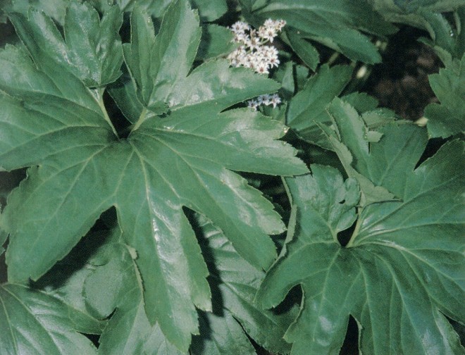 Glossy and deeply notched leaves of Mukdenia rossii