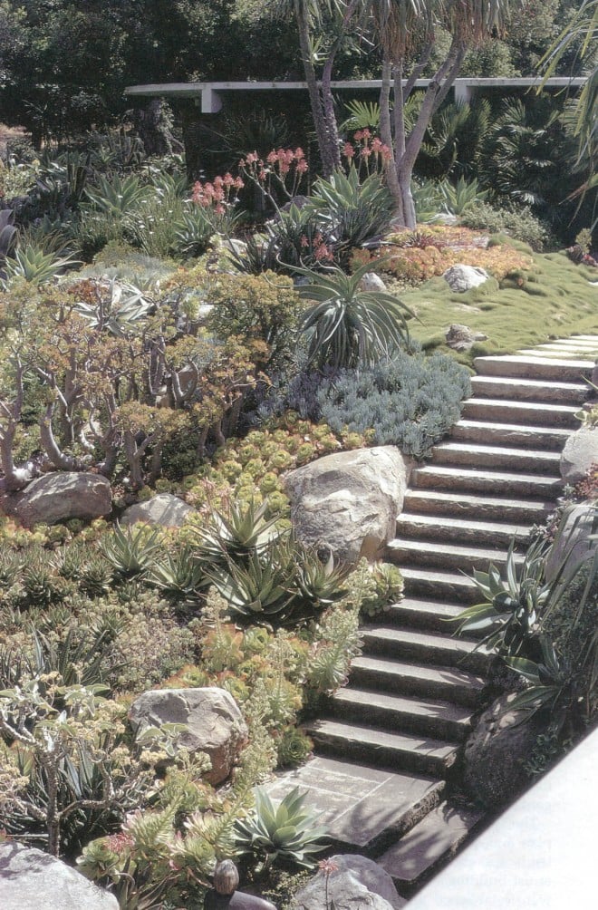 The succulent garden designed by Ralph T Stevens for the Tremaine house designed by Richard Neutra. Neutra’s use of cut native sandstone steps and native boulders linked the garden to the Santa Barbara region and to the house, where sandstone was also featured. Photographs by Russell Beatty