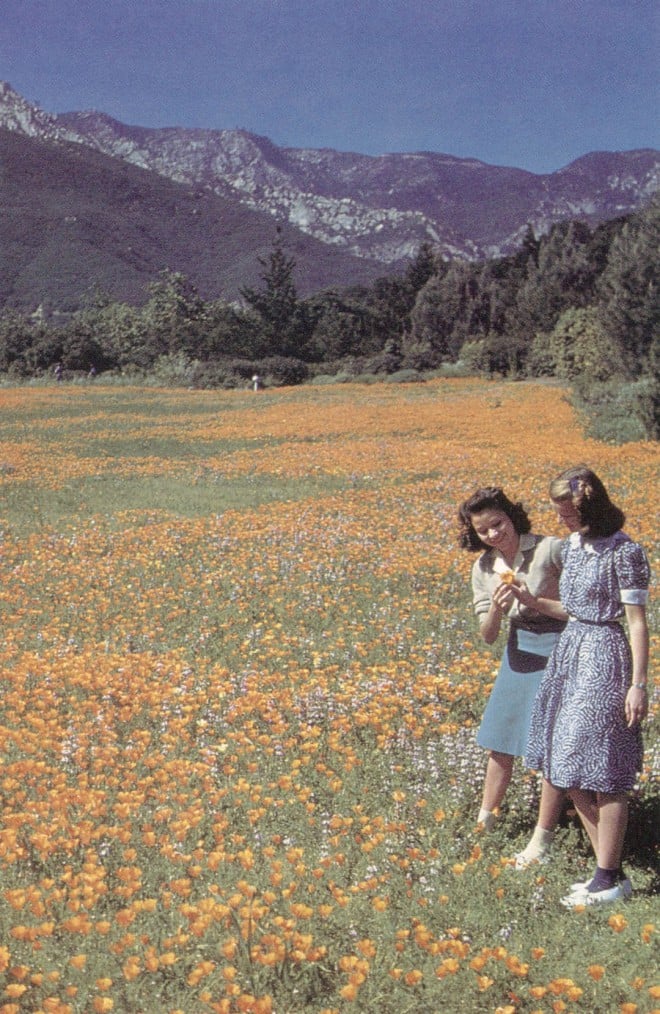 The Meadow, circa 1940, planted entirely to California poppies