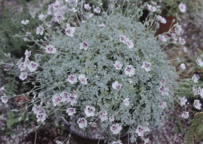 Erodium x kolbianum ‘Natasha’