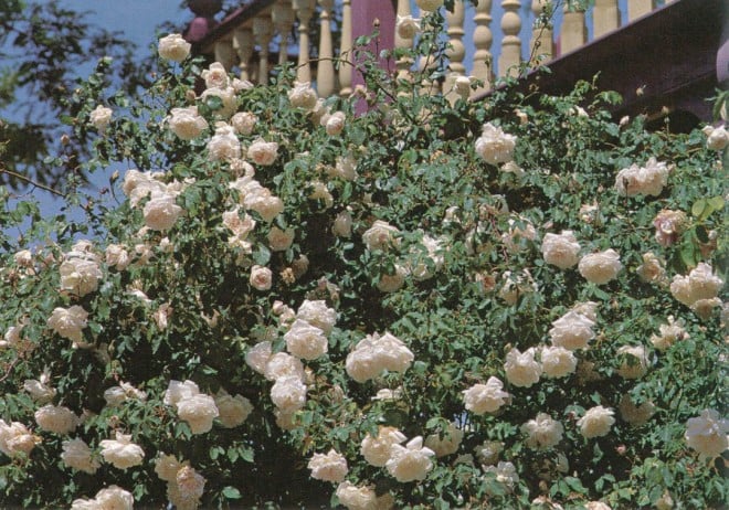 Rosa ‘Mme Alfred Carriere’ (noisette, 1879)