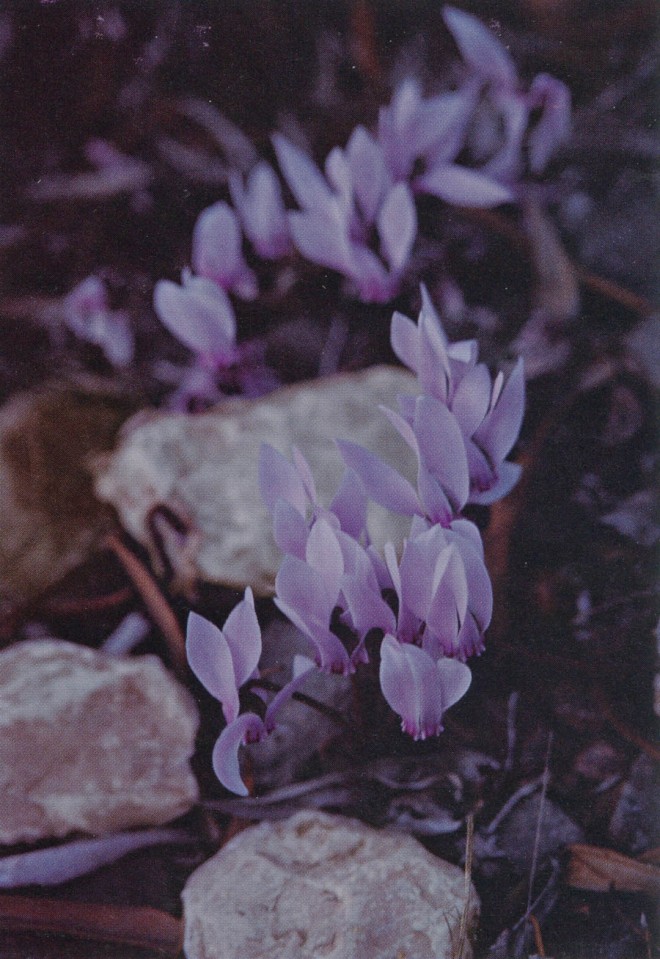 Cyclamen hederifolium, a common plant in the frygana. Photograph by RGT