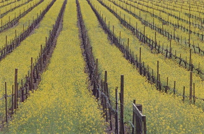 Wild mustard in the vineyards. Photograph by Saxn Holt