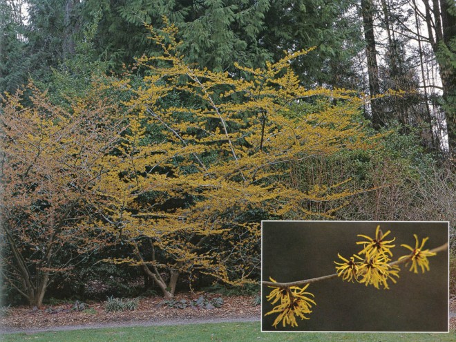 Flowers on layered branches of Chinese witch hazel (Hamamelis mollis) illuminate the garden in a Northwest winter. Inset: backlit flowers of Chinese witch hazel