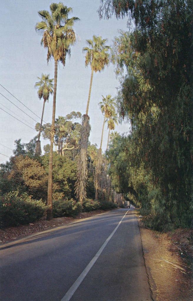 Mexican fan palms (Washingtonia robusta) and 'Ragged Robin' roses in the median with California pepper trees (Schinus molle) along the parkway providing much-appreciated shade. Photograph by RGT