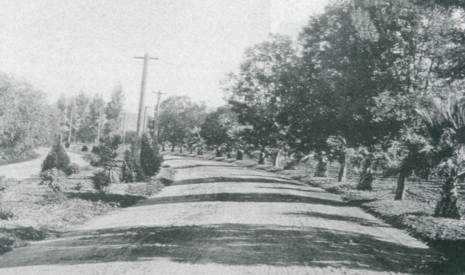 Victoria Avenue in 1900. Purchasers of land along the avenue were required by the developer (Riverside Trust Company) to plant and maintain trees along the frontage of their property. Photograph courtesy of Victoria Avenue Forever